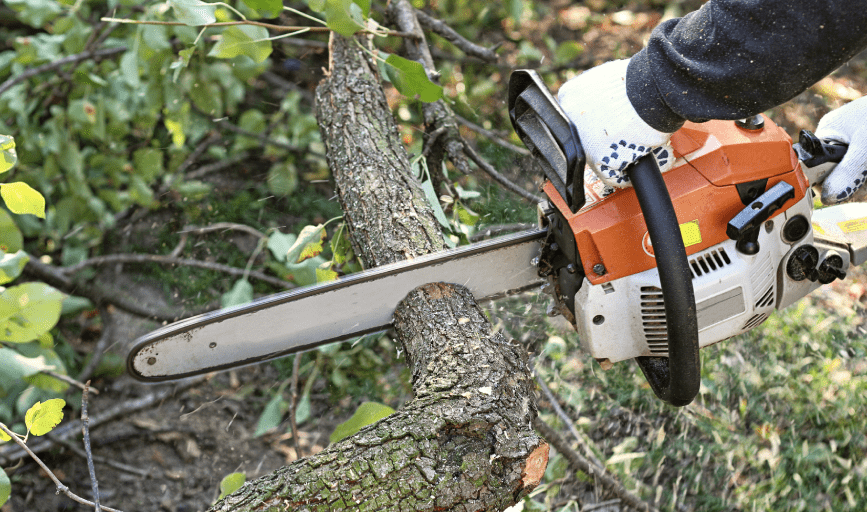 TREE TRIMMING